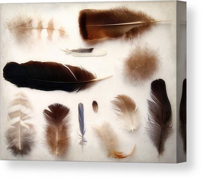Feathers Canvas Print featuring the photograph Finding Feathers by Angie Rea