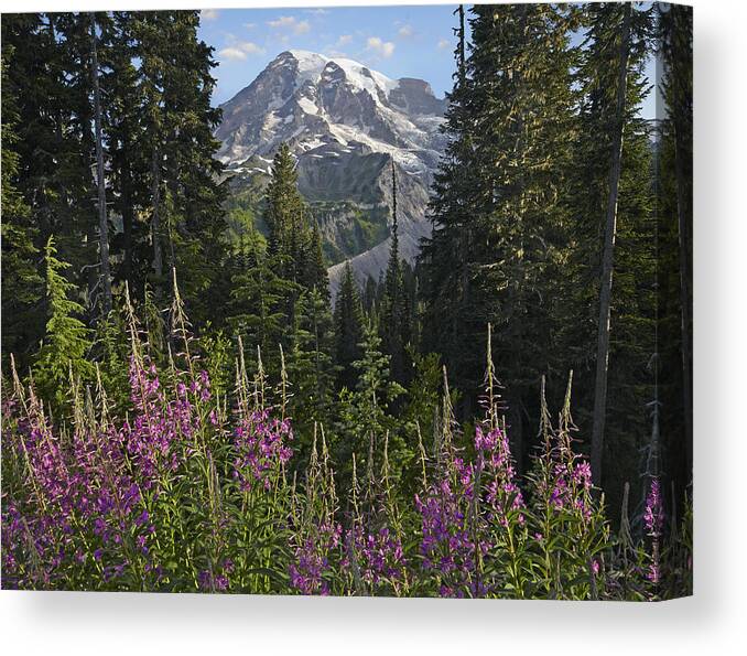 00437813 Canvas Print featuring the photograph Fireweed Flowering And Mount Rainier by Tim Fitzharris