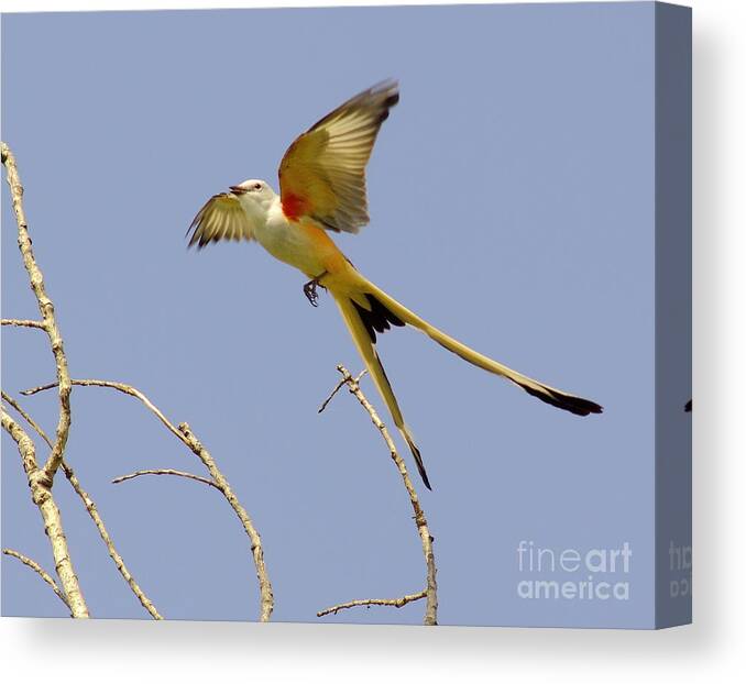  Canvas Print featuring the photograph Flying Scissortail by Robert Frederick