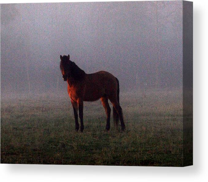 Animal Canvas Print featuring the photograph Foggy Morning Greeting by Karen Harrison Brown