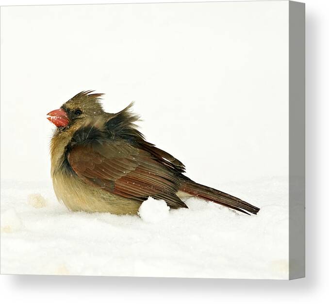 Storm Canvas Print featuring the photograph Freezing Cardinal by Trudy Wilkerson