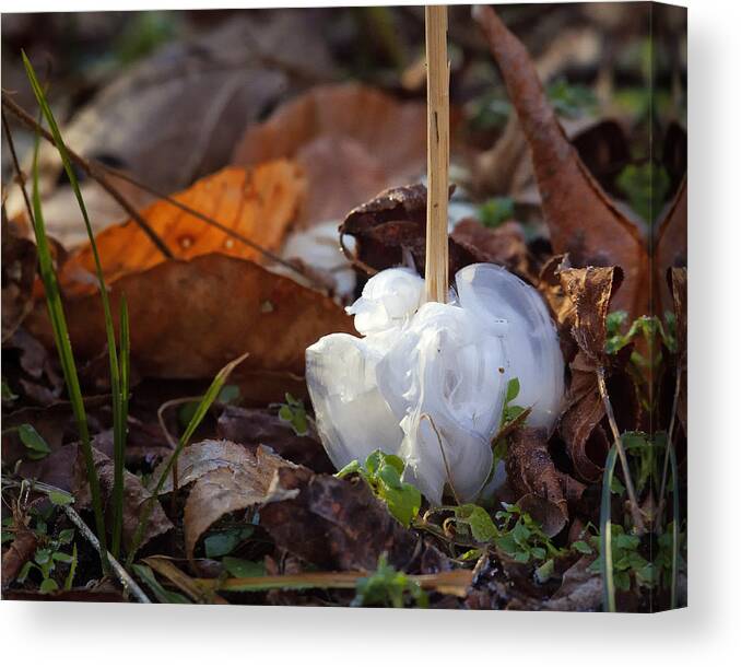 Frost Blossom Canvas Print featuring the photograph Frost Blossom Lost Valley by Michael Dougherty