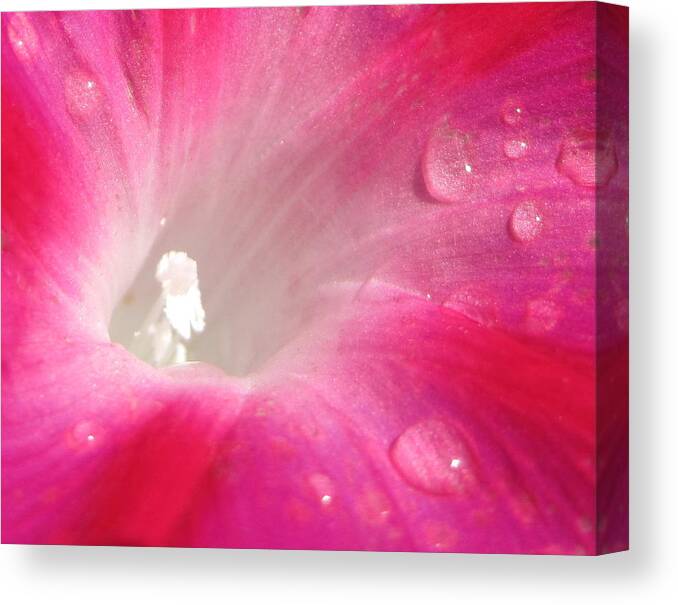 Morning Glory Canvas Print featuring the photograph Fuschia Dew by Life Makes Art