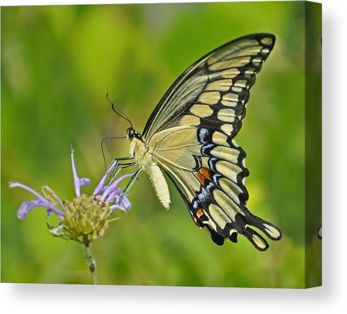 Butterfly Canvas Print featuring the photograph Giant Swallowtail by Rodney Campbell