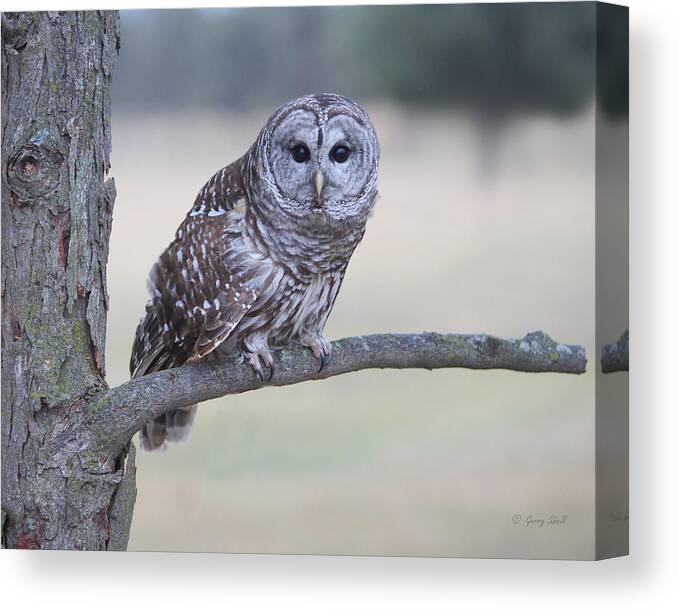 Nature Canvas Print featuring the photograph Give A Hoot by Gerry Sibell