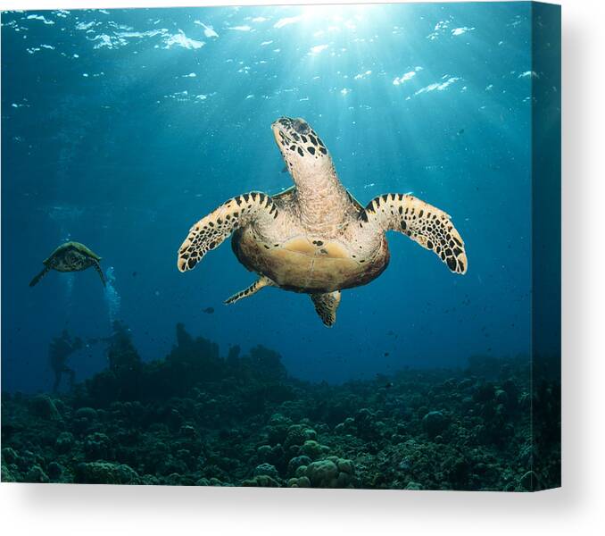 Sea Turtles Canvas Print featuring the photograph Good Morning Turtles by Freund Gloria