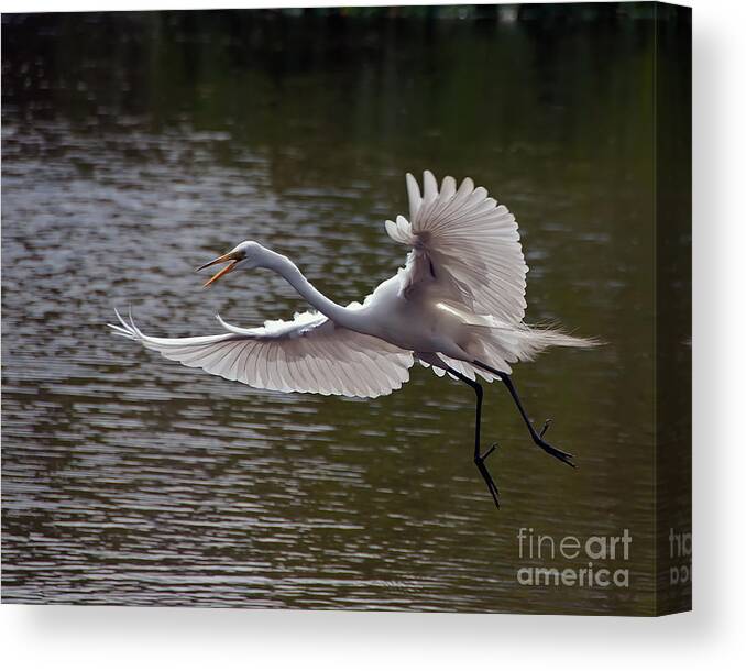 Egret Canvas Print featuring the photograph Great Egret in Flight by Art Whitton