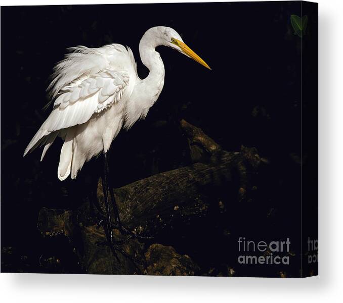Great Egret Canvas Print featuring the photograph Great Egret Ruffles His Feathers by Art Whitton