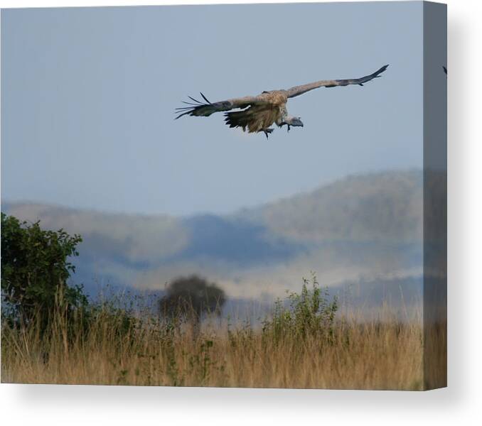 Griffon Vulture Canvas Print featuring the photograph Griffon Vulture Masai Mara Kenya by Joseph G Holland