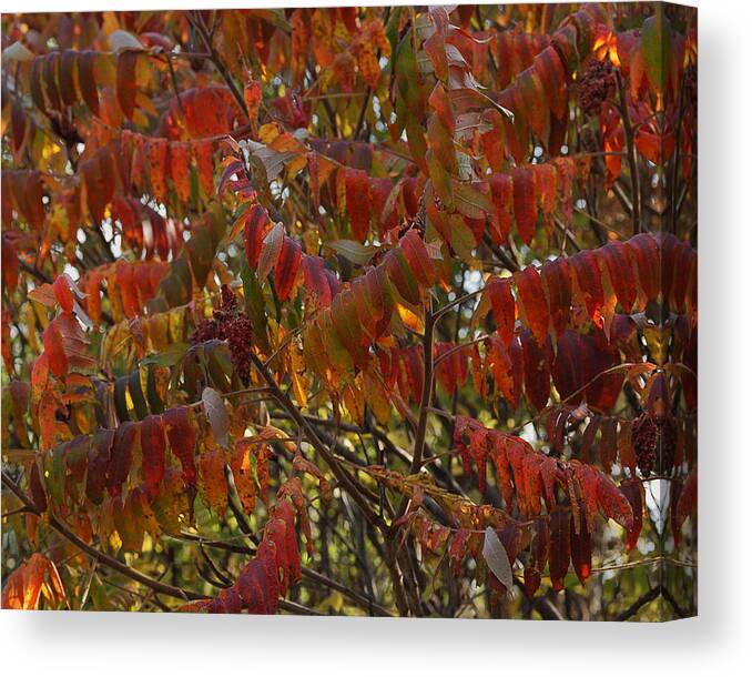 Nature Canvas Print featuring the photograph Hanging Out Clothes by Sue Capuano