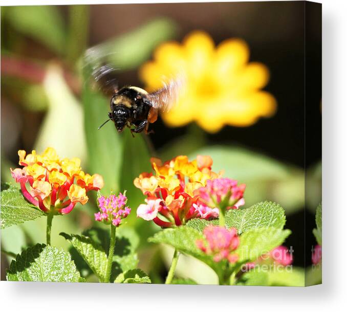 Bee Photograph Canvas Print featuring the photograph Happy Bee by Luana K Perez