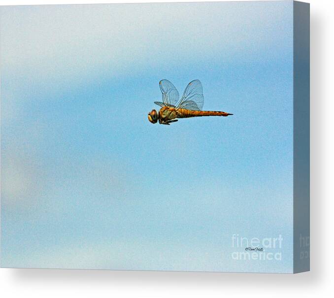 Dragonfly Canvas Print featuring the photograph Hovering Dragonfly by Terri Mills
