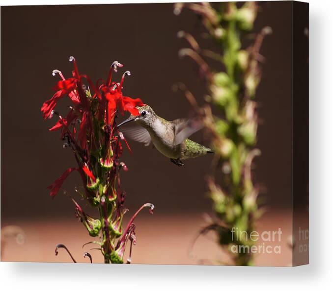 Hummingbird Canvas Print featuring the photograph Hummingbird and Cardinal Flowers by Robert E Alter Reflections of Infinity