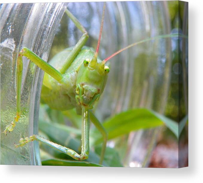 Katydid Canvas Print featuring the photograph I see you by Chad and Stacey Hall