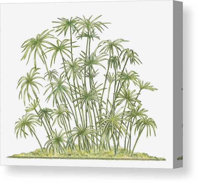 Illustration Of Cyperus Papyrus (papyrus Sedge, Paper Reed) Showing Long Green  Stems Topped With Clusters Of Thin Stems Canvas Print / Canvas Art by Debra  Woodward 