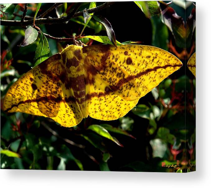 Nature Canvas Print featuring the photograph Imperial Moth DIN053 by Gerry Gantt