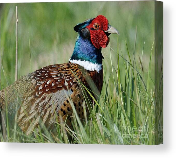 Ringneck Canvas Print featuring the photograph In The Grass by Craig Leaper