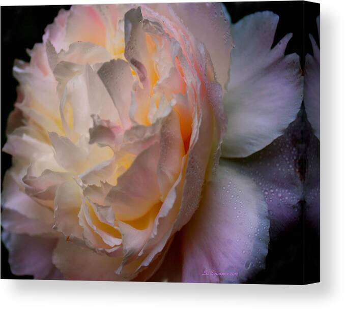 Peonie Canvas Print featuring the photograph Inner Beauty by Liz Evensen