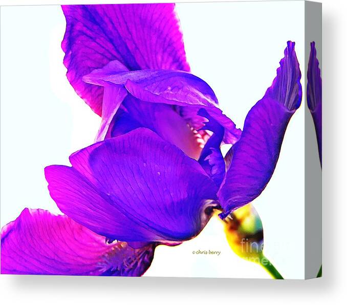 Nature Canvas Print featuring the photograph Iris Surprise by Chris Berry
