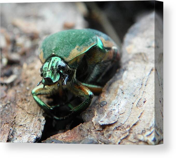June Bug Canvas Print featuring the photograph June bug shine by Chad and Stacey Hall