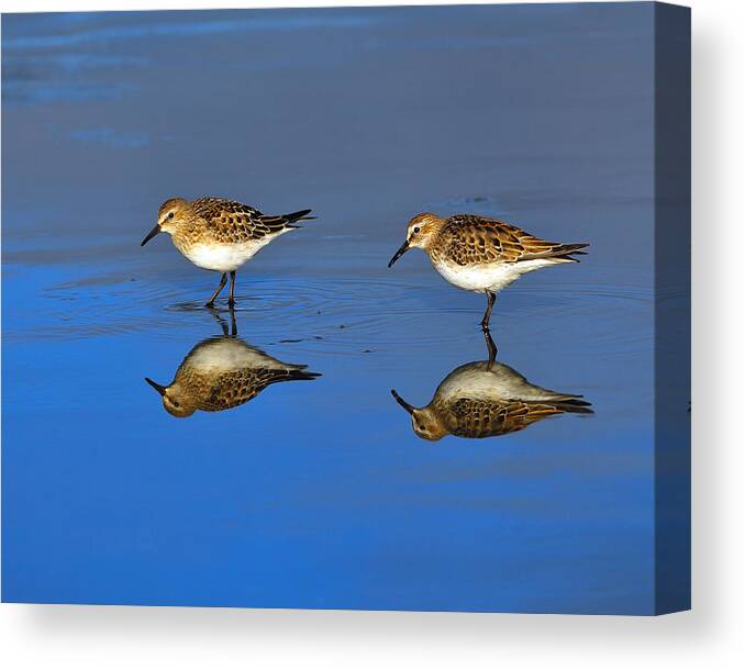 White-rumped Sandpiper Canvas Print featuring the photograph Juvenile White-rumped Sandpipers by Tony Beck