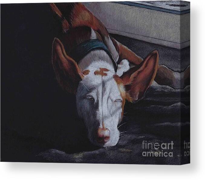 Ibizan Hound Canvas Print featuring the drawing Late Afternoon Nap by Charlotte Yealey