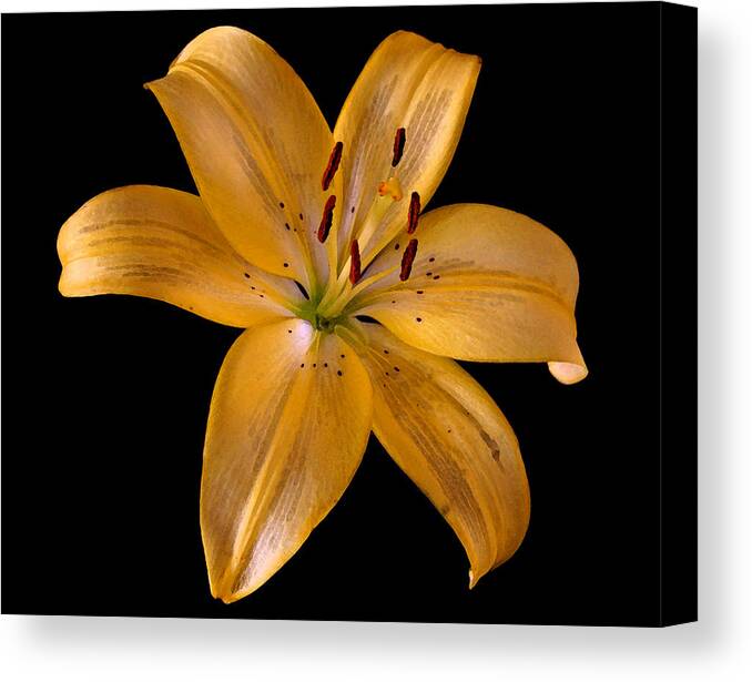 Lily Canvas Print featuring the photograph Lily by Karen Harrison Brown