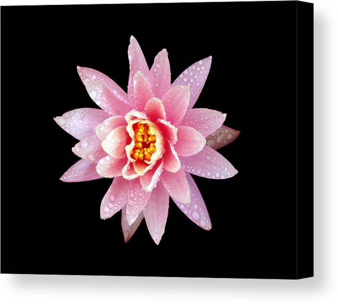 Lily Canvas Print featuring the photograph Lily on Black by Bill Barber