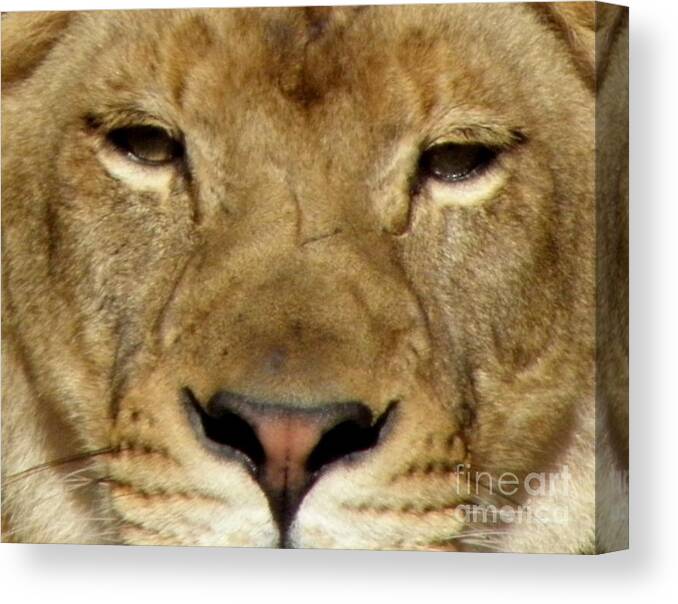 Lioness Canvas Print featuring the photograph Lioness by Kim Galluzzo