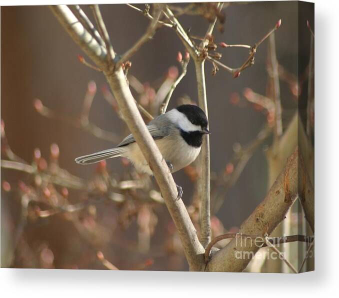 Birds Canvas Print featuring the photograph Little One by Living Color Photography Lorraine Lynch