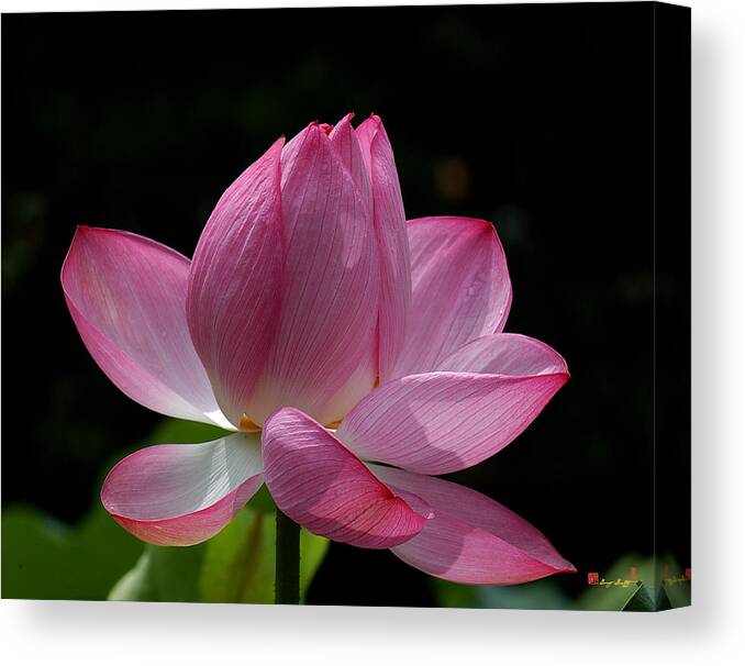 Nature Canvas Print featuring the photograph Lotus Beauty--Beauty in Disarray DL027 by Gerry Gantt