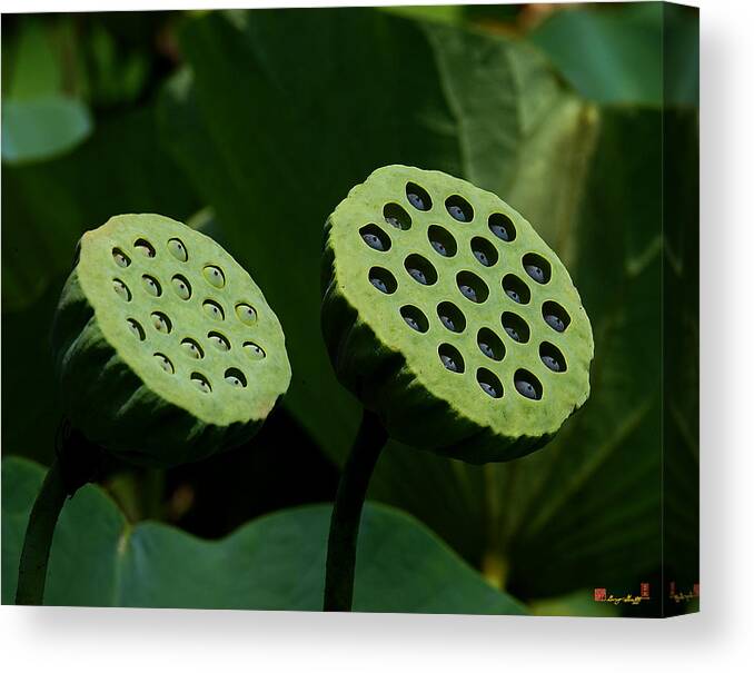 Nature Canvas Print featuring the photograph Lotus Capsules-Sun Worshipers DL052 by Gerry Gantt