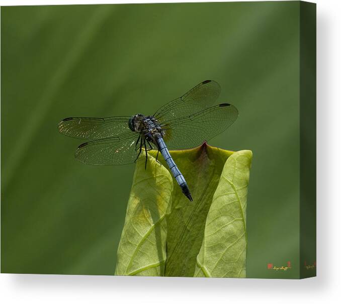 Nature Canvas Print featuring the photograph Lotus Leaf and Blue Dasher Dragonfly DL058 by Gerry Gantt