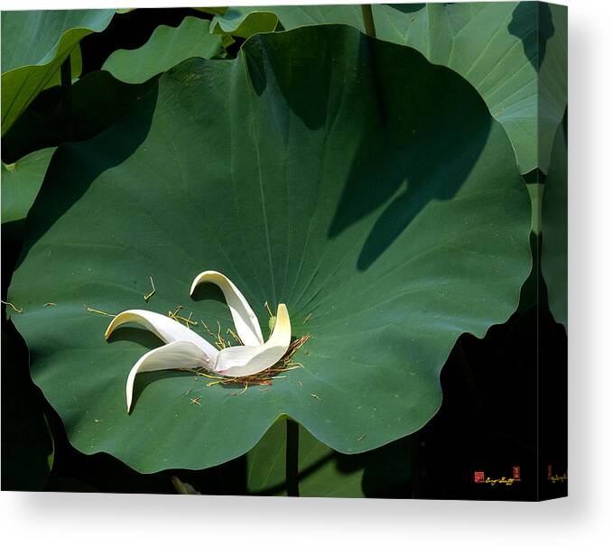 Nature Canvas Print featuring the photograph Lotus Leaf--Castoff iii DL060 by Gerry Gantt