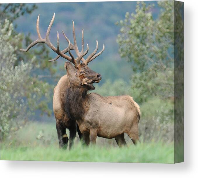 Elk Canvas Print featuring the photograph Love by Craig Leaper