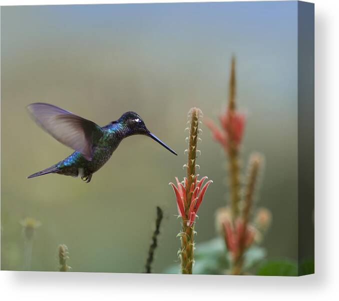00429539 Canvas Print featuring the photograph Magnificent Hummingbird Male Foraging by Tim Fitzharris