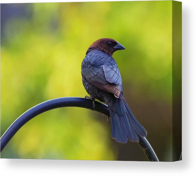 Bird Canvas Print featuring the photograph Male Cowbird - Back Profile by Bill and Linda Tiepelman