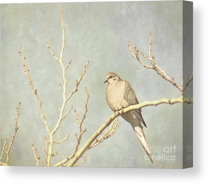 Dove Canvas Print featuring the photograph Mourning dove in winter by Cindy Garber Iverson