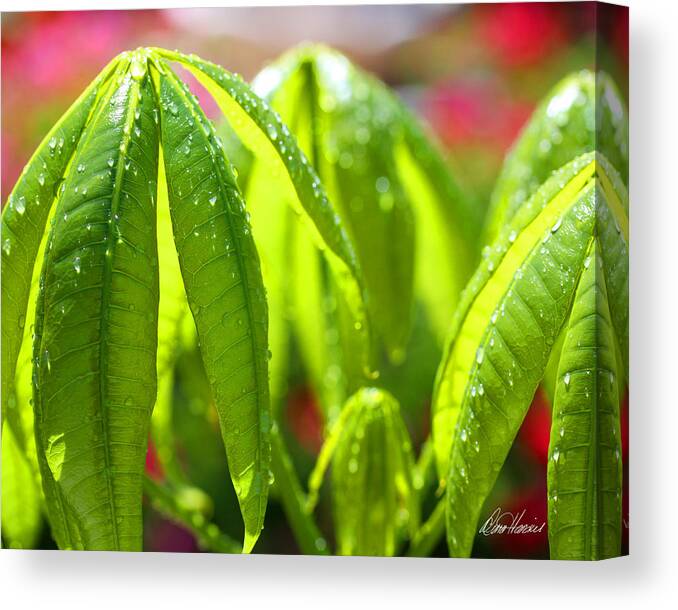 Leaves Canvas Print featuring the photograph New Leaves on the Money Tree by Diana Haronis