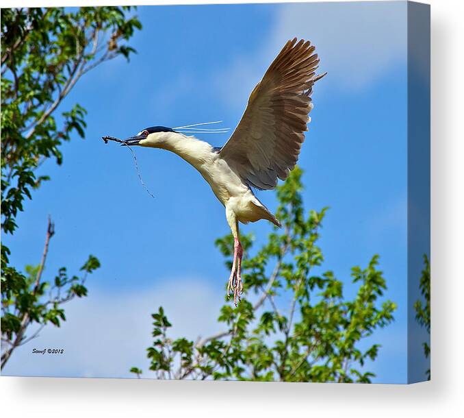 Night Heron Canvas Print featuring the photograph Night Heron Building Nest by Stephen Johnson