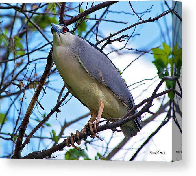 Black Crowned Night Heron Canvas Print featuring the photograph Night Heron on a Tree by Stephen Johnson