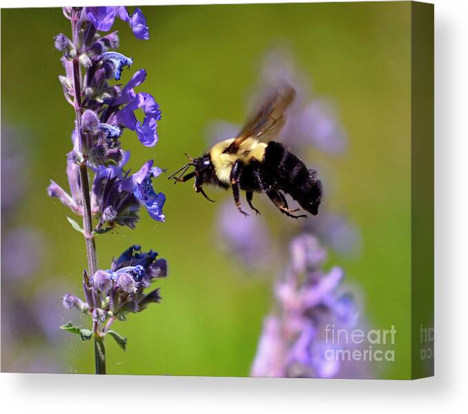 Color Photography Canvas Print featuring the photograph Non Stop Flight To PolliNation by Sue Stefanowicz