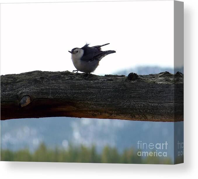 Nuthatch Canvas Print featuring the photograph Nuthatch by Dorrene BrownButterfield