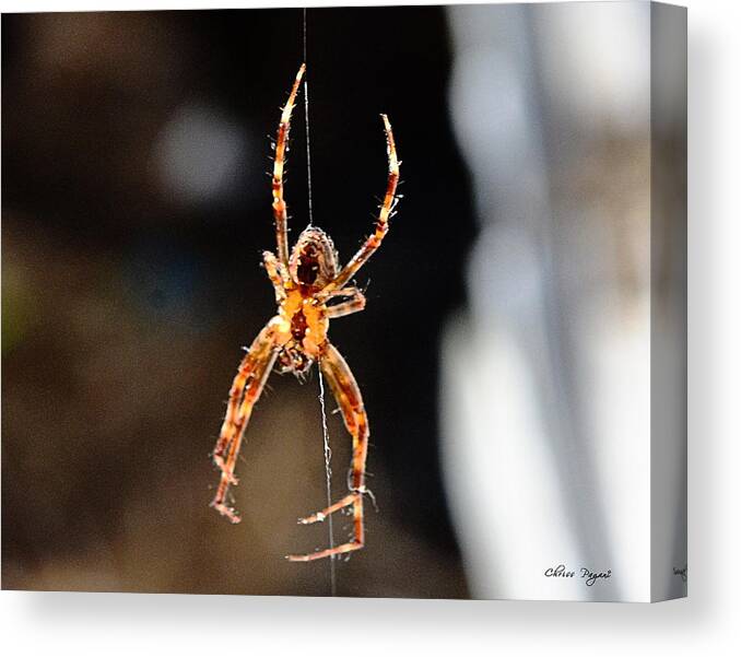 Spider Canvas Print featuring the photograph Orange Spider by Chriss Pagani