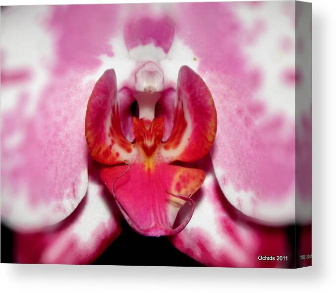 Orchid Canvas Print featuring the photograph Orchid Glow by Kim Galluzzo