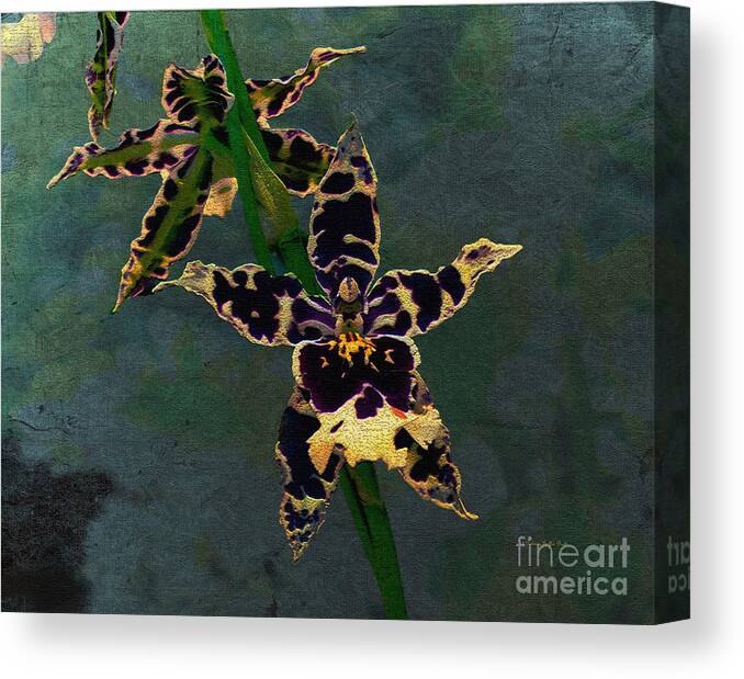 Mixed Media Canvas Print featuring the painting Orchid Study II by Patricia Griffin Brett