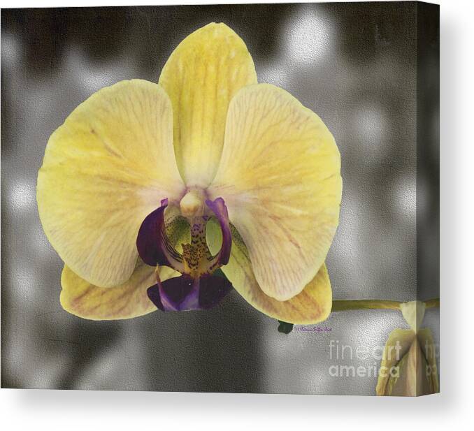 Mixed Media Canvas Print featuring the photograph Orchid Study III by Patricia Griffin Brett