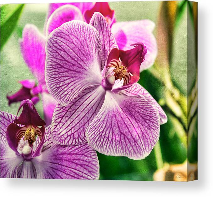 Orchid Textures Canvas Print / Canvas Art by Peter Chilelli