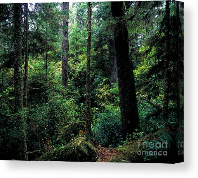 Pacific Rim National Park Canvas Print featuring the photograph Pacific Rim National Park 4 by Terry Elniski