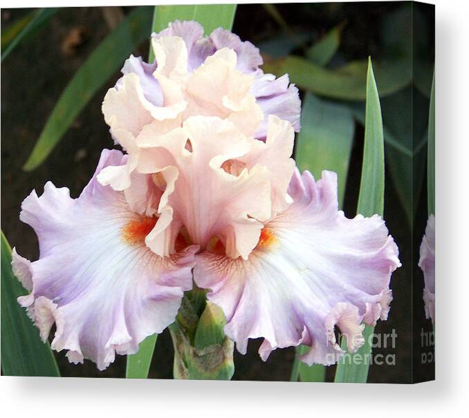 Iris Canvas Print featuring the photograph Pastel Variations by Dorrene BrownButterfield